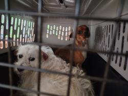 Found/Stray Male Dog last seen Near Turney dr Houston TX 77038, Houston, TX 77038