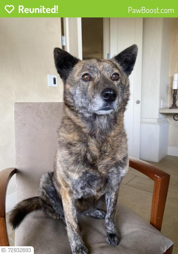 Reunited Female Dog last seen SW 36th Pl, Portland, OR 97219