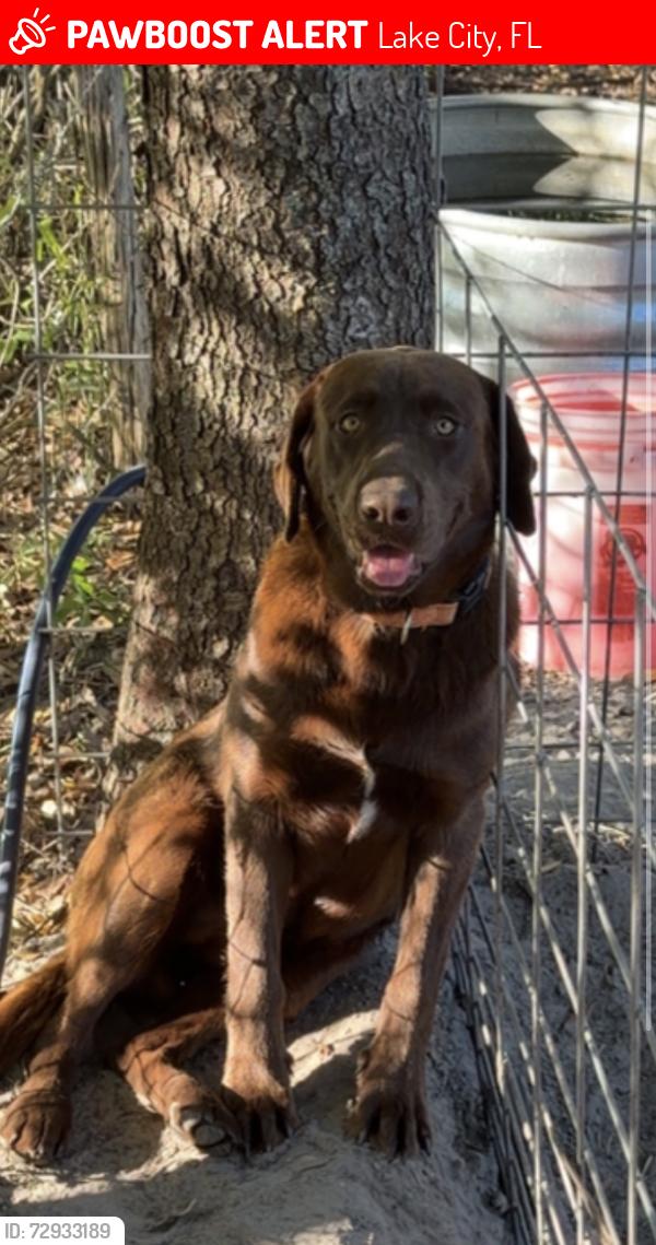 Lost Male Dog last seen SW Bedenbaugh Lane & Tustenuggee , Lake City, FL 32025