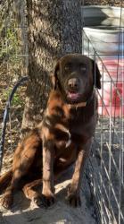 Lost Male Dog last seen SW Bedenbaugh Lane & Tustenuggee , Lake City, FL 32025
