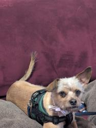 Reunited Female Dog last seen Emerald Pl. Near Plumb Ln., Reno, NV 89502
