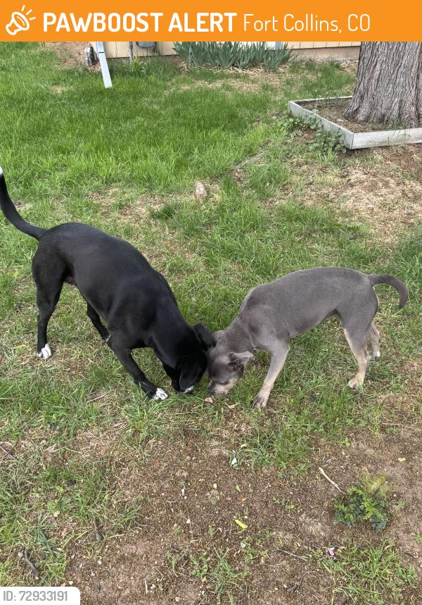 Found/Stray Unknown Dog last seen Birmingham and Dunbar, Fort Collins, CO 80524