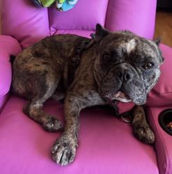 Reunited Male Dog last seen Silverbell and Grant, Tucson, AZ 85745