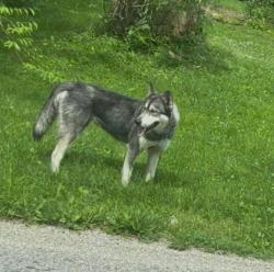 Found/Stray Female Dog last seen Smithfield Pike and CR 625 E, Selma, IN 47383