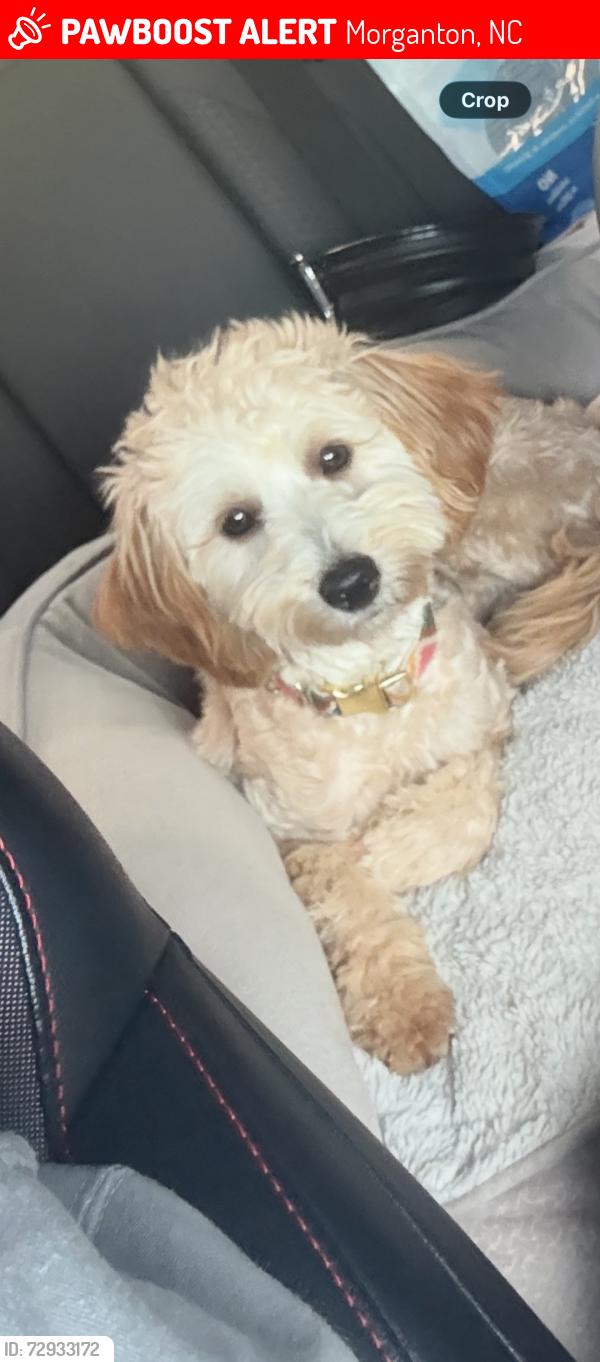 Lost Female Dog last seen Drexel elementary school , Morganton, NC 28655