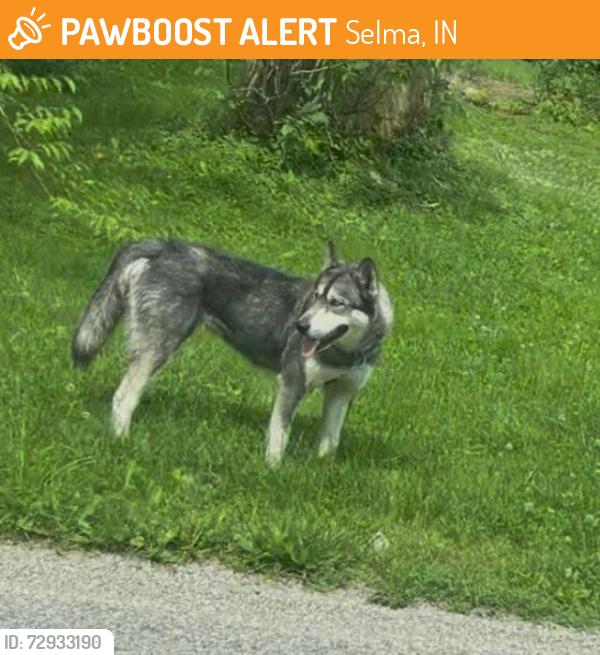 Found/Stray Female Dog last seen Smithfield Pike and CR 625 E, Selma, IN 47383