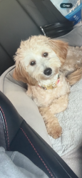 Lost Female Dog last seen Drexel elementary school , Morganton, NC 28655