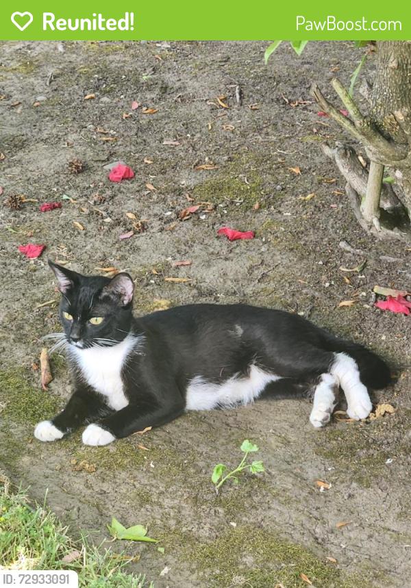 Reunited Male Cat last seen Arleta Pl NE, Keizer, OR 97303, USA, Keizer, OR 97303