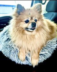 Lost Female Dog last seen Chesapeake Avenue, Middle River, MD 21220