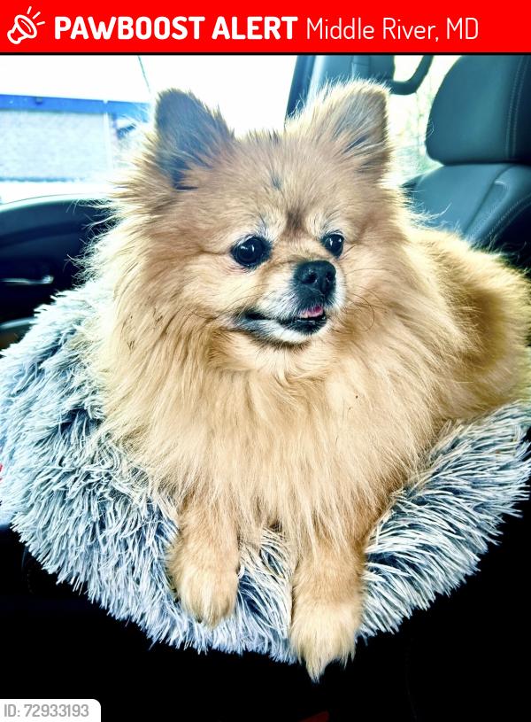 Lost Female Dog last seen Chesapeake Avenue, Middle River, MD 21220