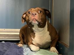 Shelter Stray Female Dog last seen Near E 229th Street Apt 13B, BRONX, NY, 10460, New York, NY 10029