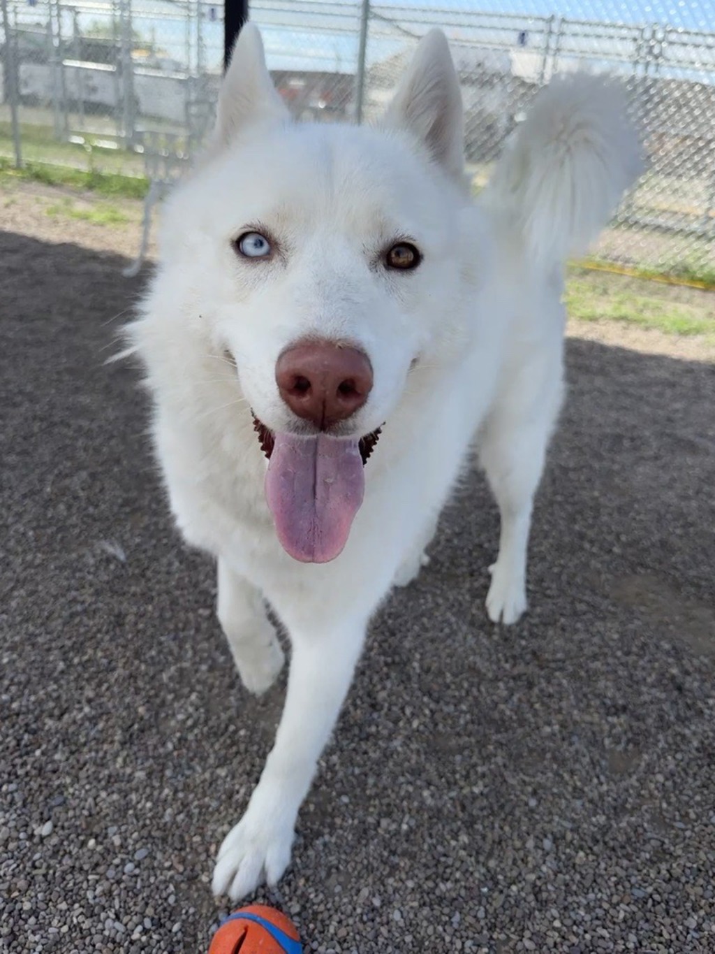 Shelter Stray Female Dog last seen MT, Great Falls, MT 59401