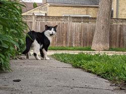 Reunited Male Cat last seen English Street and Queens Avenue, London, ON N5W 3H7