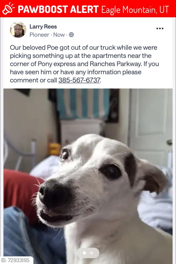 Lost Male Dog last seen Freddys drivethru, Eagle Mountain, UT 84043