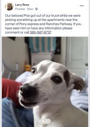 Lost Male Dog last seen Freddys drivethru, Eagle Mountain, UT 84043