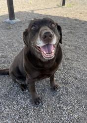 Shelter Stray Female Dog last seen Near Block 8th Avenue S, GREAT FALLS, MT, 59405, Great Falls, MT 59401