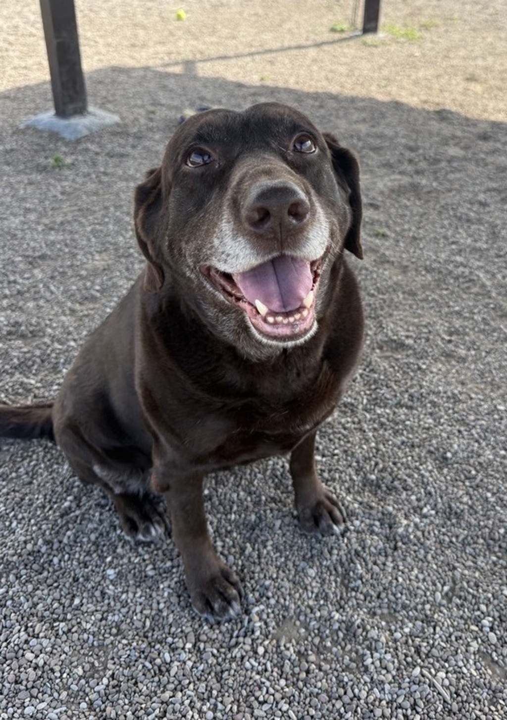 Shelter Stray Female Dog last seen Near Block 8th Avenue S, GREAT FALLS, MT, 59405, Great Falls, MT 59401