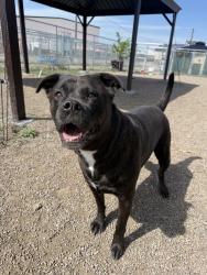 Shelter Stray Female Dog last seen Apt 14,324 13th Avenue S, GREAT FALLS, MT, 59405, Great Falls, MT 59401