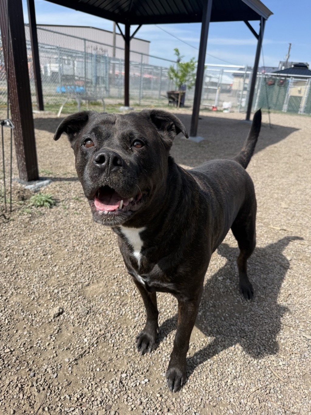 Shelter Stray Female Dog last seen Apt 14,324 13th Avenue S, GREAT FALLS, MT, 59405, Great Falls, MT 59401