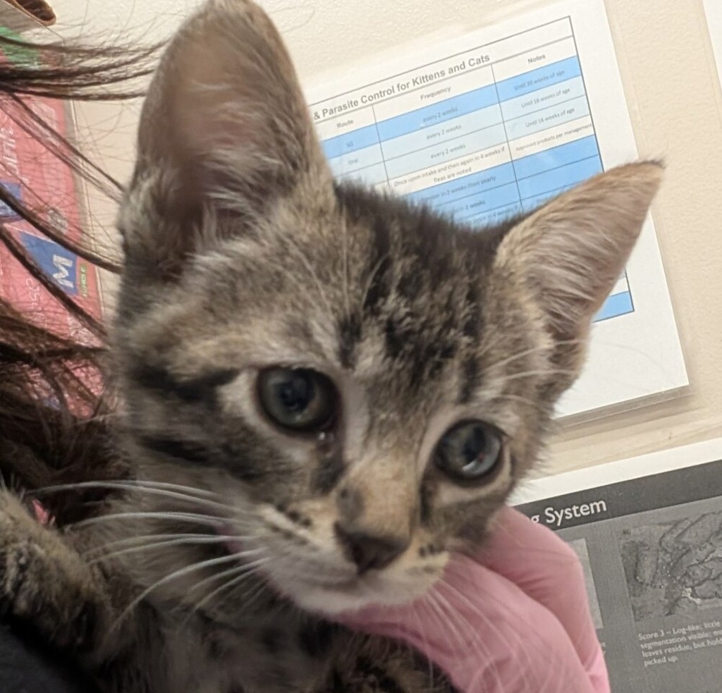 Shelter Stray Female Cat last seen Near Deep Dell Road, San Diego, CA, 92114, El Cajon, CA 92020