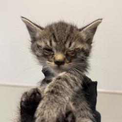 Shelter Stray Male Cat last seen in patio, San Diego, CA, 92126, San Diego, CA 92110