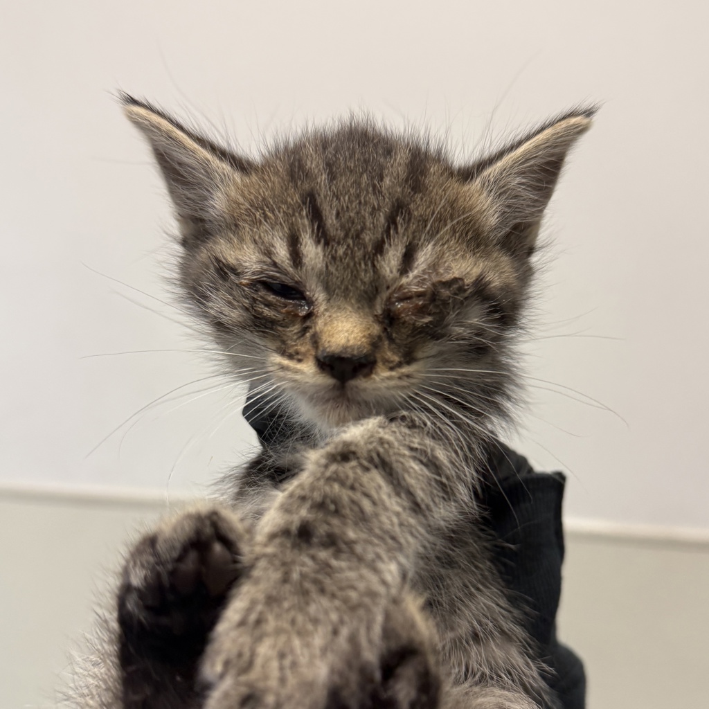 Shelter Stray Male Cat last seen in patio, San Diego, CA, 92126, San Diego, CA 92110