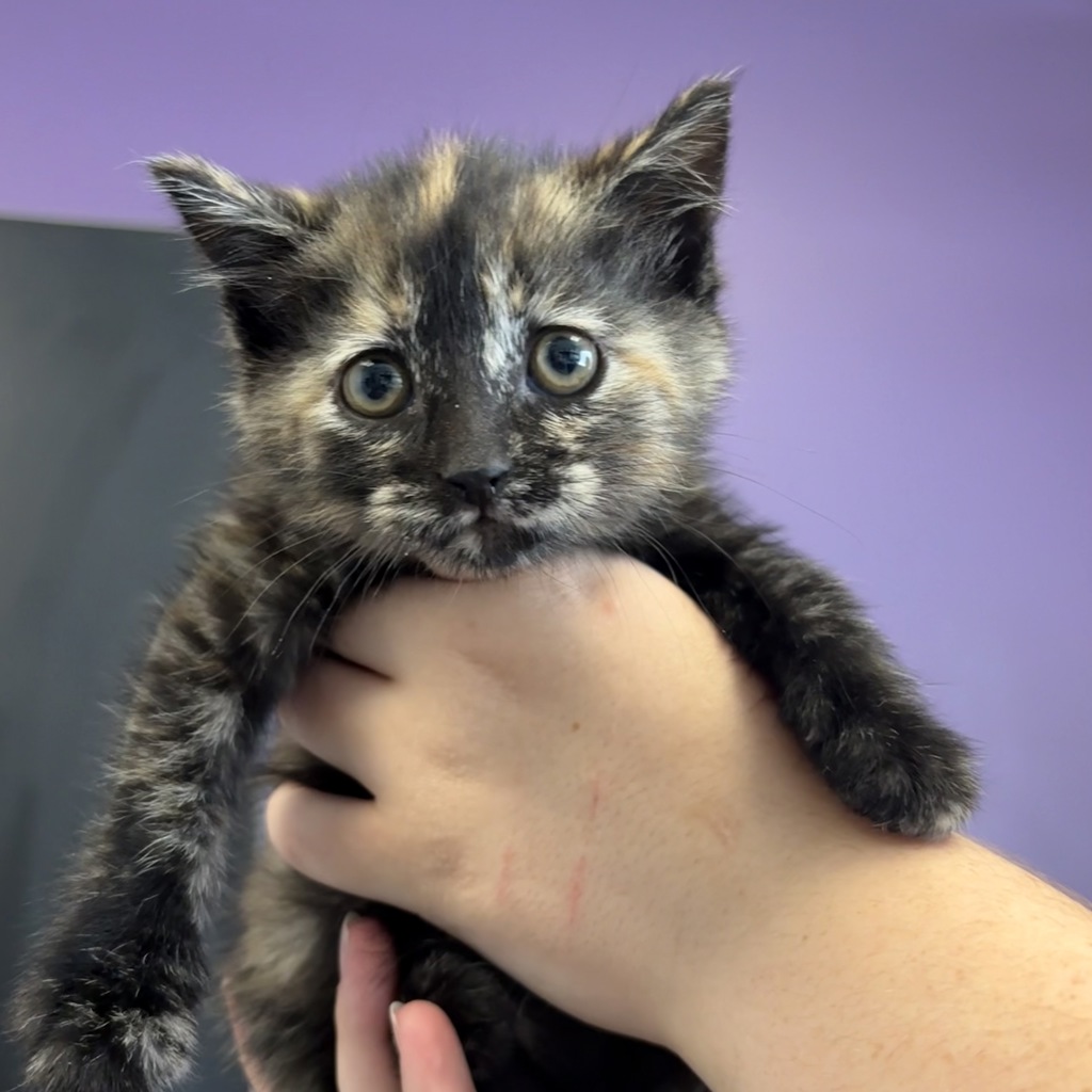 Shelter Stray Female Cat last seen Near W Wynwood Park Drive, MURRAY CITY, UT, 84123, 511 W 3900 S, Salt Lake City, UT 84123, USA