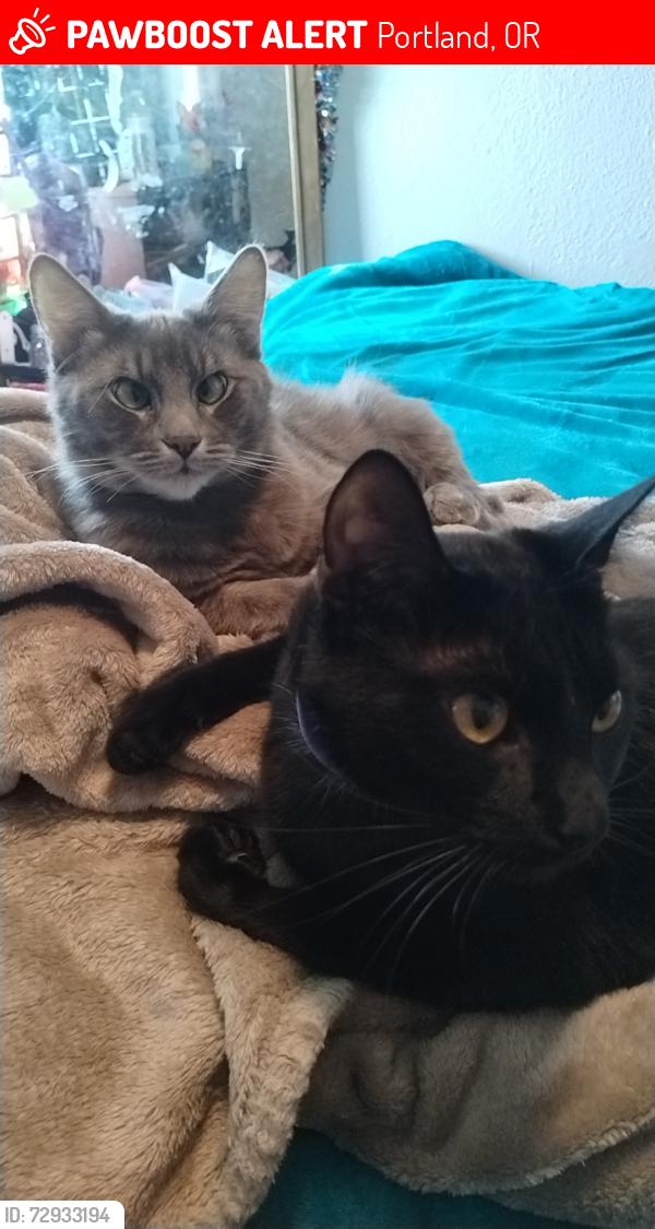 Lost Female Cat last seen 92nd and flavel , Portland, OR 97266