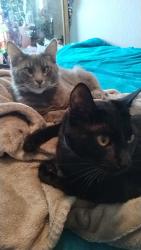 Lost Female Cat last seen 92nd and flavel , Portland, OR 97266