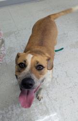 Shelter Stray Female Dog last seen Near S 900 W, SALT LAKE CITY, UT, 84104, Taylorsville, UT 84123