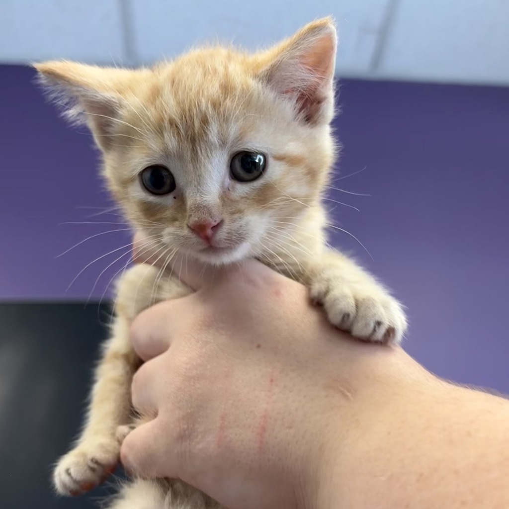 Shelter Stray Male Cat last seen Near W Wynwood Park Drive, MURRAY CITY, UT, 84123, 511 W 3900 S, Salt Lake City, UT 84123, USA