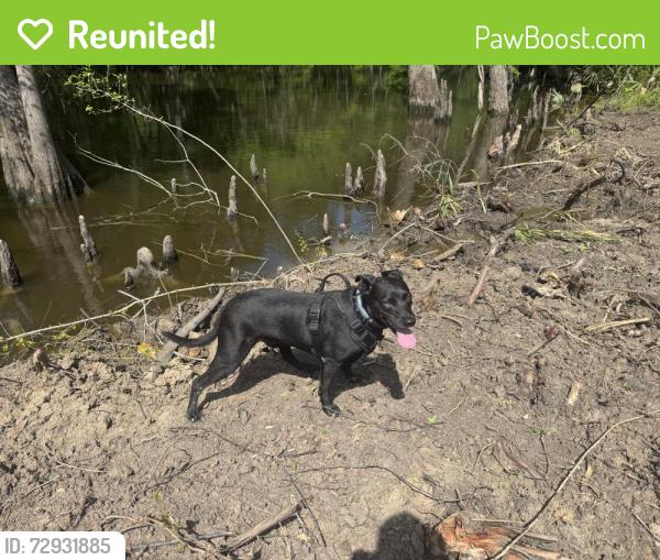 Reunited Male Dog last seen Marymont Park, Conroe, TX 77302