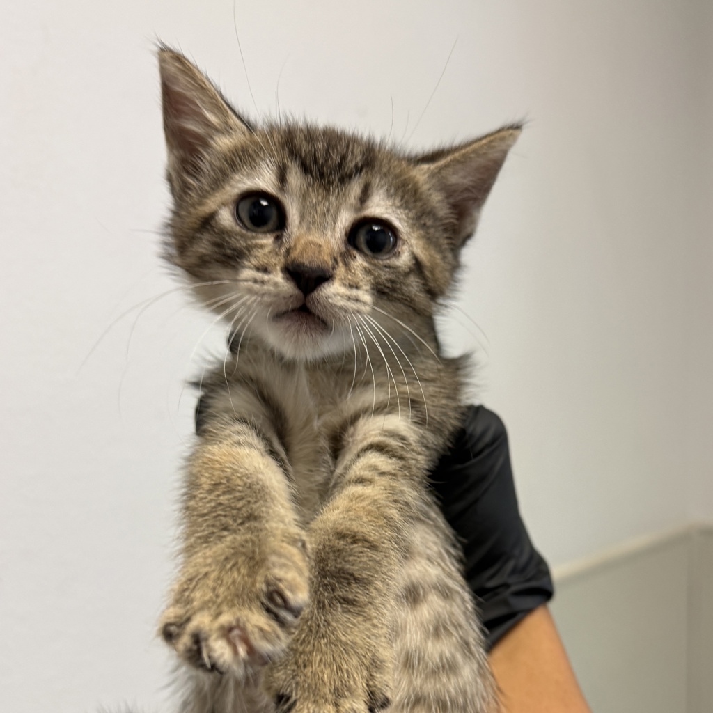 Shelter Stray Female Cat last seen Computer Street, Palm Springs, CA, 92262, San Diego, CA 92110