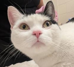 Shelter Stray Female Cat last seen Near Spring Street, La Mesa, CA, 91941, El Cajon, CA 92020