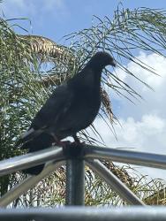 Found/Stray Unknown Bird last seen Backyard of a home near the school, Port St. Lucie, FL 34983