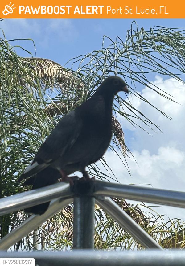 Found/Stray Unknown Bird last seen Backyard of a home near the school, Port St. Lucie, FL 34983