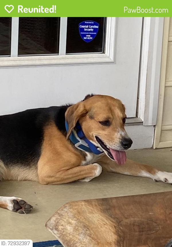 Reunited Male Dog last seen Powell drive, Wilsons Mills, NC 27577