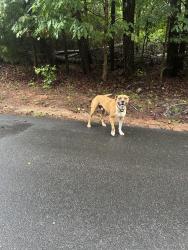 Found/Stray Male Dog last seen Grandview and Old Webb Rd, Anderson, SC, Anderson County, SC 29626