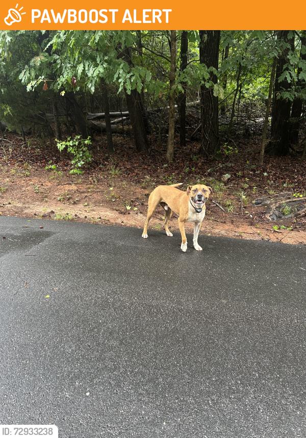 Found/Stray Male Dog last seen Grandview and Old Webb Rd, Anderson, SC, Anderson County, SC 29626
