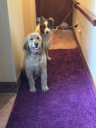 Found/Stray Male Dog last seen  In between Snyder and  Mile Rds, New Lebanon, OH 45345