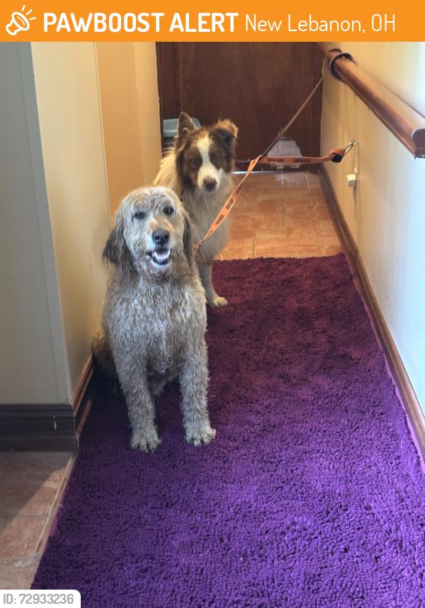 Found/Stray Male Dog last seen  In between Snyder and  Mile Rds, New Lebanon, OH 45345