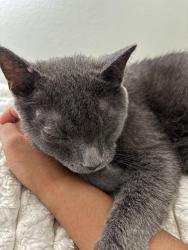 Lost Male Cat last seen E Jones Ave & S 44th Pl, Phoenix, AZ 85040