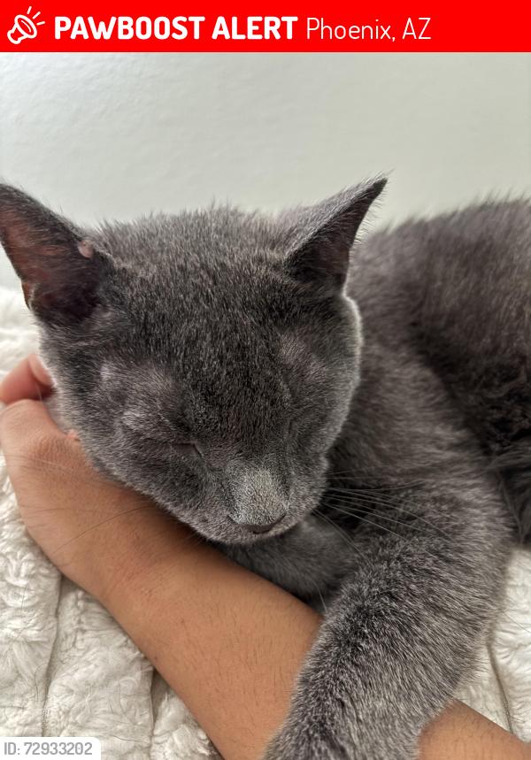 Lost Male Cat last seen E Jones Ave & S 44th Pl, Phoenix, AZ 85040