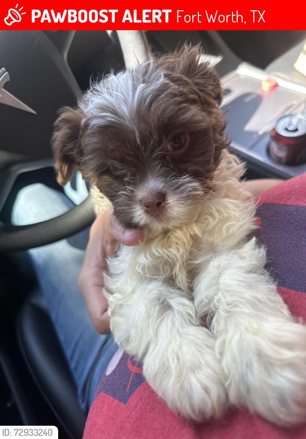 Lost Female Dog last seen Boat club rd , Fort Worth, TX 76135
