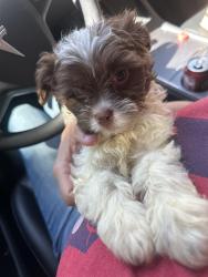 Lost Female Dog last seen Boat club rd , Fort Worth, TX 76135