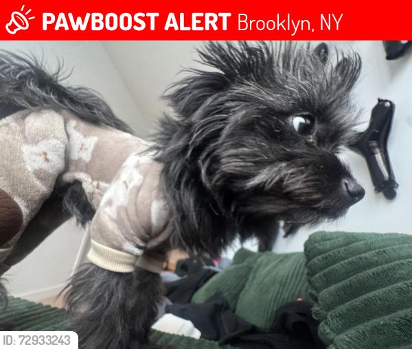 Lost Female Dog last seen Hegeman , Brooklyn, NY 11207