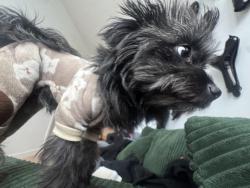 Lost Female Dog last seen Hegeman , Brooklyn, NY 11207