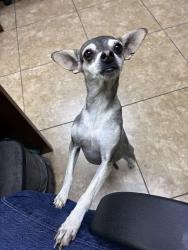 Found/Stray Female Dog last seen Carey and Lamb, Las Vegas, NV 89115