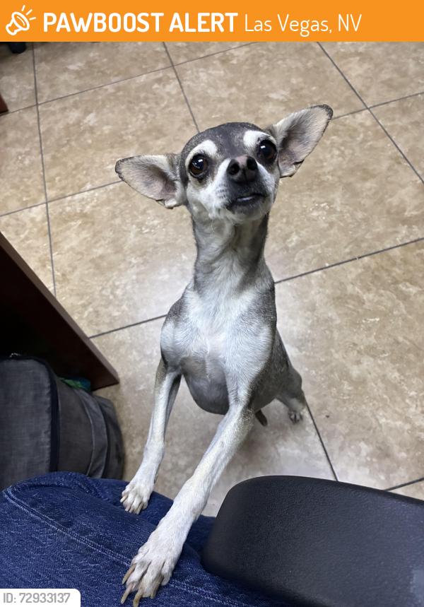 Found/Stray Female Dog last seen Carey and Lamb, Las Vegas, NV 89115
