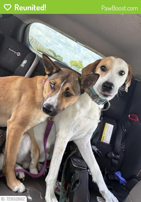 Reunited Unknown Dog last seen Near Thoroughbred Trail, Fort Worth, TX 76123, USA, Fort Worth, TX 76123